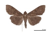 藏品(長肩嚙葉野螟蛾)的圖片